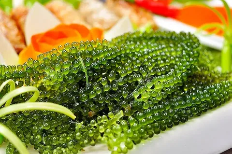 خاویار سبز ممتاز دانه درخشان تشریفاتی